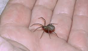 brown recluse size