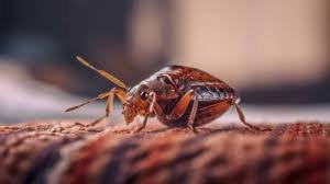 what kills bed bugs instantly