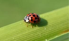 do ladybugs bite