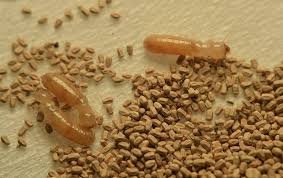 termite droppings