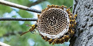 wasp nest