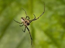 spider repellent