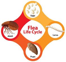 what do flea eggs look like